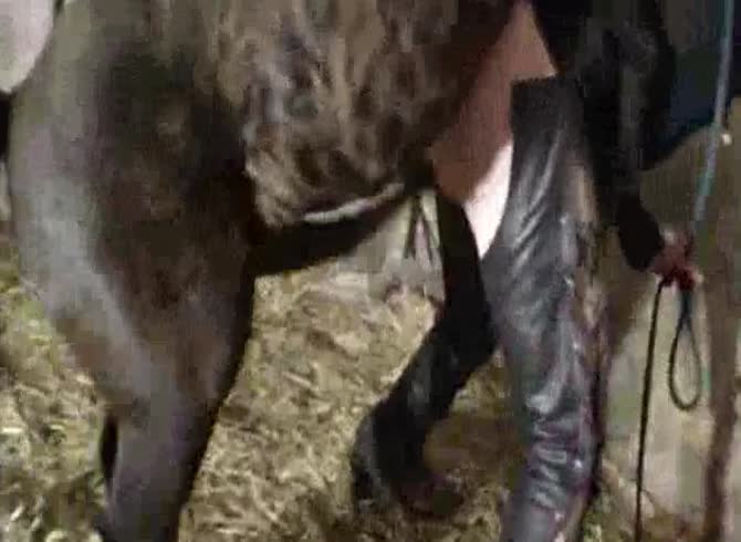 Video :Gay animal sex with horse in the farm